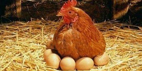 Pravilna ishrana kokoši nesilica kod kuće